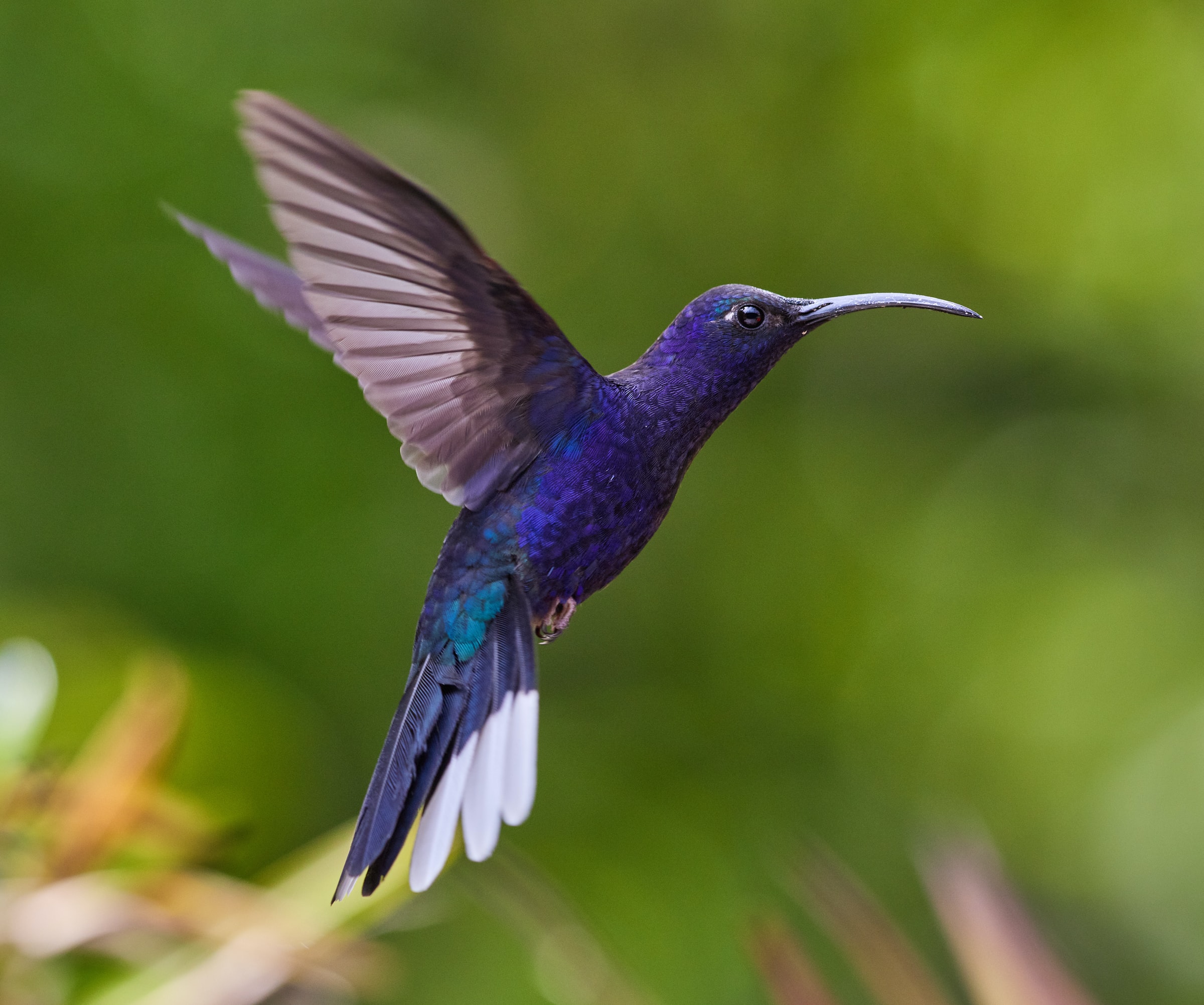 A purple and green hummingbird in flight.